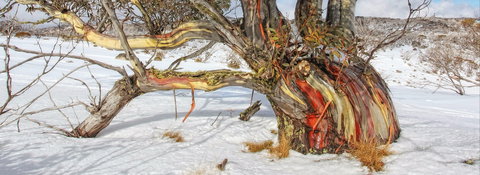 Kramer Photography Rainforest Gallery - Southport Accommodation 1