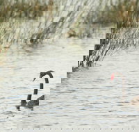 Little Llangothlin Picnic Area - Southport Accommodation