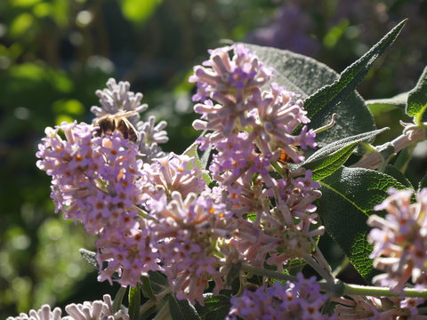 Looking Glass Garden - Accommodation Southport 2