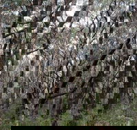 Lookout Hill  Circuit Walk - Southport Accommodation