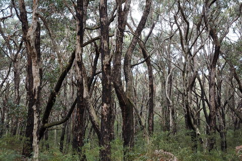 Lookout Hill  Circuit Walk - Southport Accommodation 0