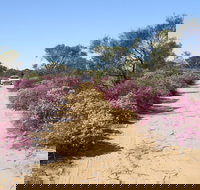 Reynoldson's Flora Reserve - Accommodation Southport