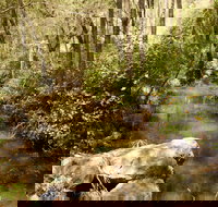 Sandy Creek Track - Southport Accommodation