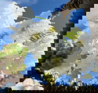 Tasmania Birchs Bay Cherries - Accommodation Southport