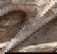 The Face Tree near Burke and Wills Dig Tree - Southport Accommodation