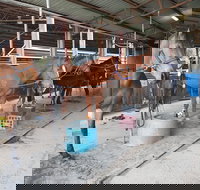 The Equine Club - Accommodation Southport