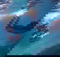 Small-Group Underwater Scooter Experience in Clovelly - Southport Accommodation