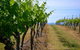 Hunter Valley Wine Tour Ex Newcastle Incl Lunch, Cheese, Chocolate & Distillery - thumb 9