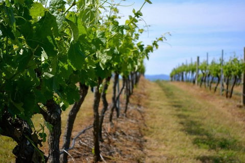 Hunter Valley Wine Tour Ex Newcastle Incl Lunch, Cheese, Chocolate & Distillery - Southport Accommodation 9