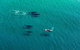40-45 Minute Port Stephens And Stockton Beach Helicopter Flight - For 2 - thumb 5