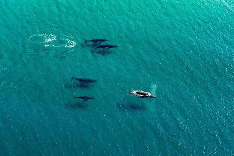 40-45 Minute Port Stephens And Stockton Beach Helicopter Flight - For 2 - Southport Accommodation 5