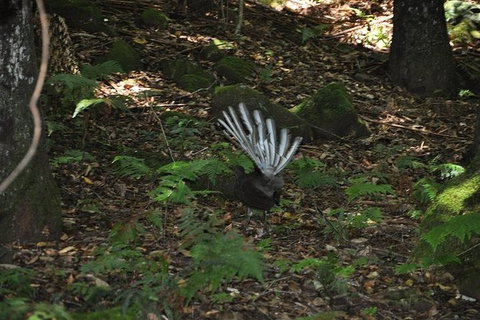 All-Inclusive Blue Mountains Tour In A Luxury Mercedes Sprinter - Accommodation Southport 5