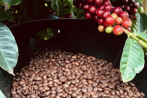 Coffee Farm Tour And Workshop, Byron Bay Hinterland - Southport Accommodation 1
