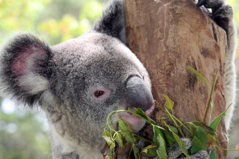 Private 10-hour Tour To Blue Mountains From Sydney - Hotel Pick Up & Drop Off - Southport Accommodation 2