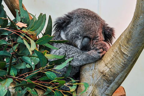 Blue Mountains Highlights, Wildlife Park And Scenic World Full Day Private Tour - Southport Accommodation 1