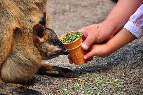 Blue Mountains Highlights, Wildlife Park And Scenic World Full Day Private Tour - Southport Accommodation 3