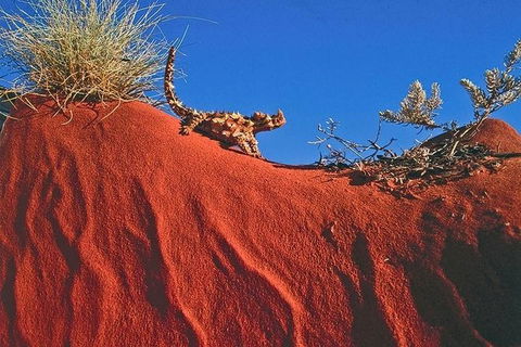 Alice Springs, Uluru Ayers Rock & Kings Canyon 8 Days Touring Package - Southport Accommodation 4