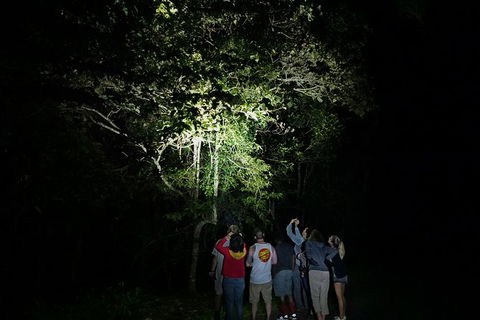Atherton Tablelands Rain Forest By Night From Cairns - Southport Accommodation 9