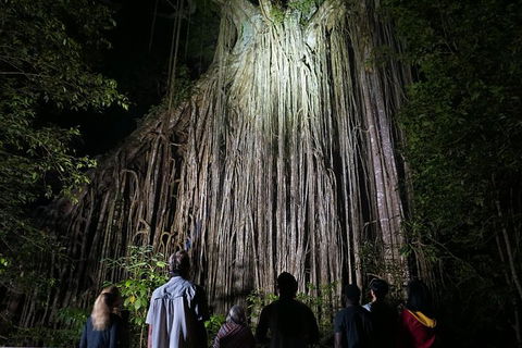 Atherton Tablelands Rain Forest By Night From Cairns - Southport Accommodation 3