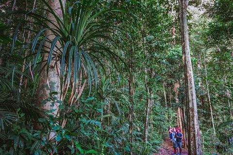 Atherton Tablelands Rain Forest By Night From Cairns - Southport Accommodation 0