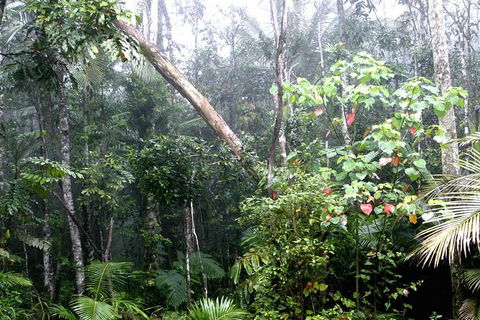 Atherton Tablelands Rain Forest By Night From Cairns - Southport Accommodation 4