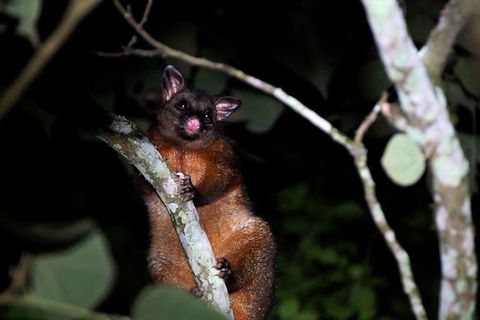 Atherton Tablelands Rain Forest By Night From Cairns - Southport Accommodation 2