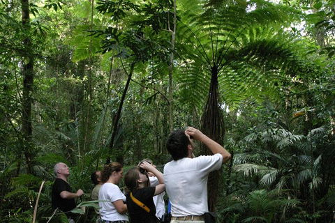 Atherton Tablelands Rain Forest By Night From Cairns - Southport Accommodation 6