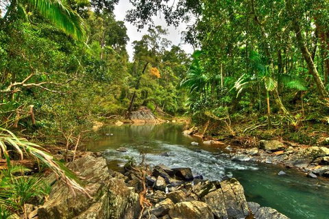 Reef, Wildlife & Rainforest - Reef & Beyond Guided Holidays - Accommodation Southport 3