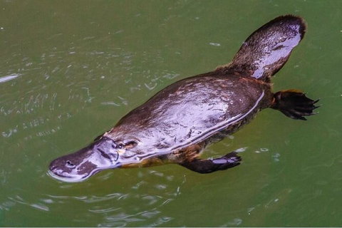 Reef, Wildlife & Rainforest - Reef & Beyond Guided Holidays - Accommodation Southport 7