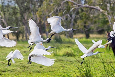 Reef, Wildlife & Rainforest - Reef & Beyond Guided Holidays - Accommodation Southport 1