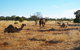 8-Day Authentic Outback Adventure Tour Of Cunnamulla Including Round-Trip Air Transfer From Brisbane - thumb 1