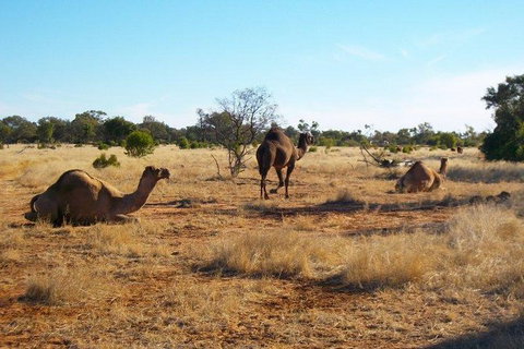 8-Day Authentic Outback Adventure Tour Of Cunnamulla Including Round-Trip Air Transfer From Brisbane - Southport Accommodation 1