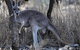 8-Day Authentic Outback Adventure Tour Of Cunnamulla Including Round-Trip Air Transfer From Brisbane - thumb 0