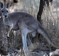 8-Day Authentic Outback Adventure Tour of Cunnamulla Including Round-Trip Air Transfer from Brisbane - Southport Accommodation