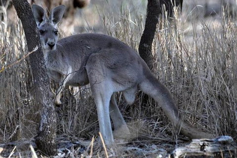 8-Day Authentic Outback Adventure Tour Of Cunnamulla Including Round-Trip Air Transfer From Brisbane - Southport Accommodation 0