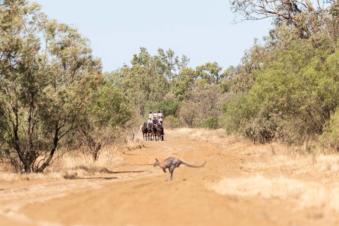 Cobb And Co Stagecoach Experience - Accommodation Southport 5