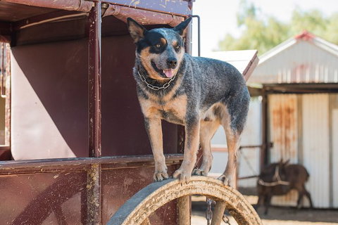 Cobb And Co Stagecoach Experience - Accommodation Southport 3