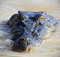 1 Day Rockhampton Highlights Private Tour with Pickup - Southport Accommodation