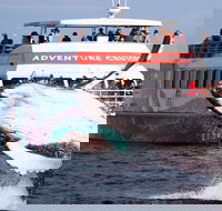 Half-Day Whale Watching in Urangan - Accommodation Southport