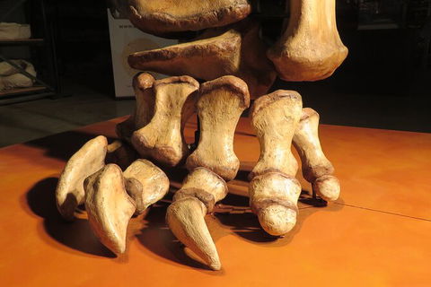 Australian Dinosaur Giants Tour - Southport Accommodation 3
