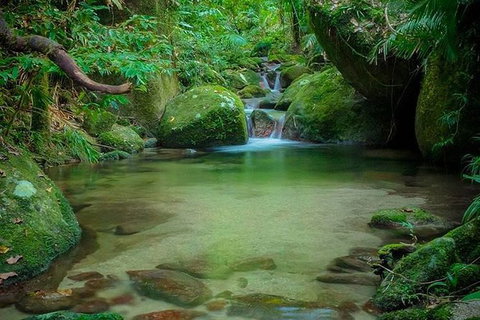 SHUTTLE - Mossman Gorge & Cooya Beach From Port Douglas (Return Transfer) - Accommodation Southport 2