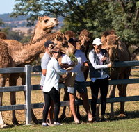 Camel Farm Discovery - Southport Accommodation
