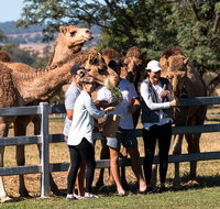 Camel Farm Tour and Taste near Brisbane - Southport Accommodation