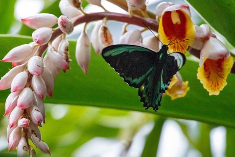 Australian Butterfly Sanctuary- Virtual Interactive Tour With Private Guide - Southport Accommodation 0
