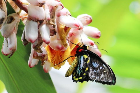 Australian Butterfly Sanctuary- Virtual Interactive Tour With Private Guide - Southport Accommodation 7