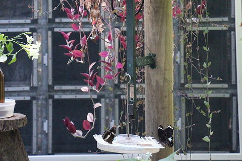 Australian Butterfly Sanctuary- Virtual Interactive Tour With Private Guide - Southport Accommodation 6