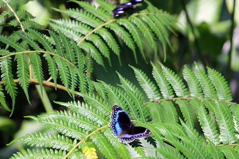 Australian Butterfly Sanctuary- Virtual Interactive Tour With Private Guide - Southport Accommodation 3
