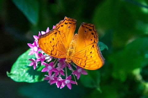 Australian Butterfly Sanctuary- Virtual Interactive Tour With Private Guide - Southport Accommodation 1