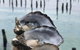 Coffin Bay Oysters, Ocean & Nature Tour - thumb 6