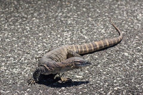 Coffin Bay Oysters, Ocean & Nature Tour - Accommodation Southport 5